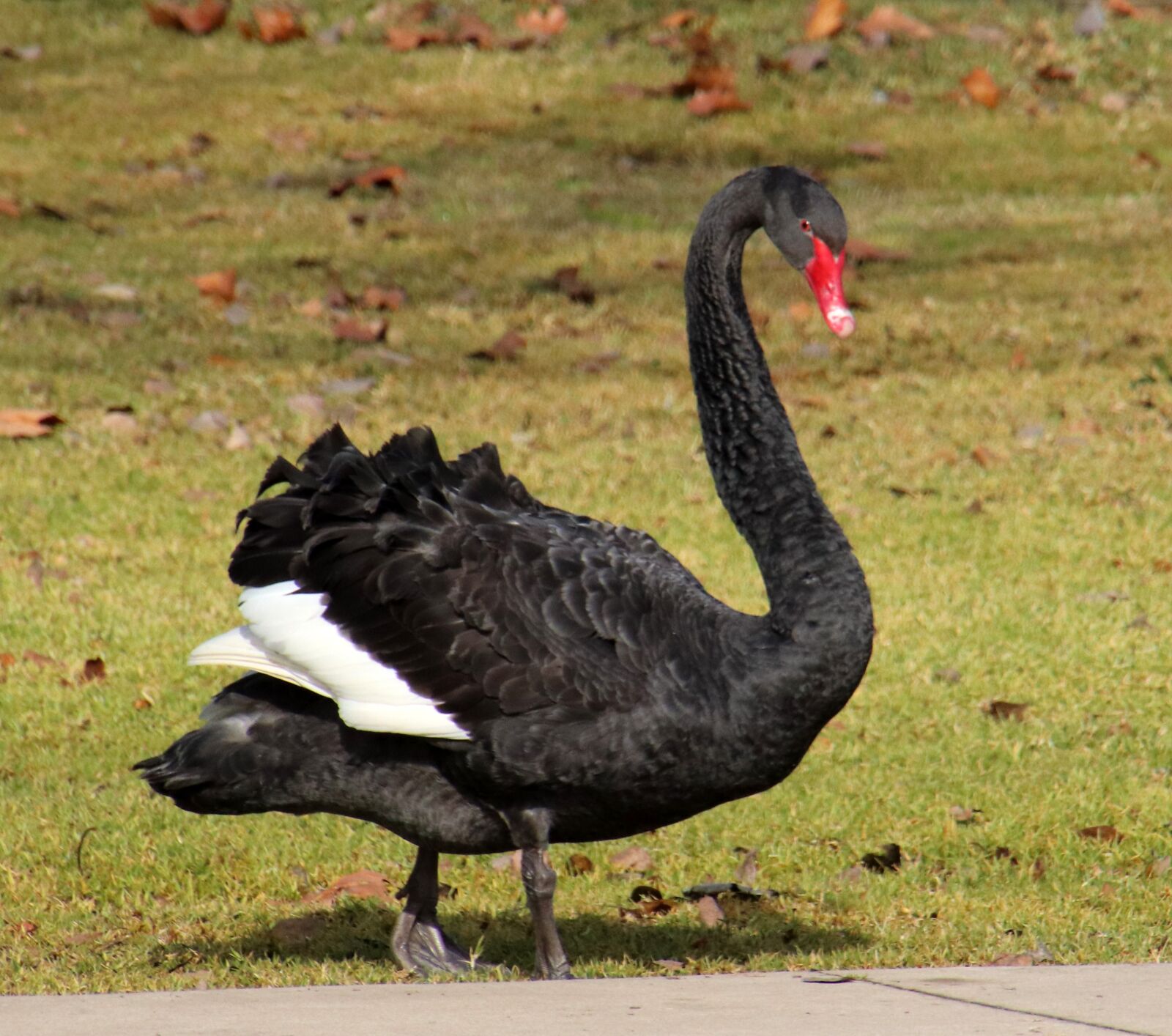 Canon EOS 800D (EOS Rebel T7i / EOS Kiss X9i) sample photo. Swan, black, australian photography