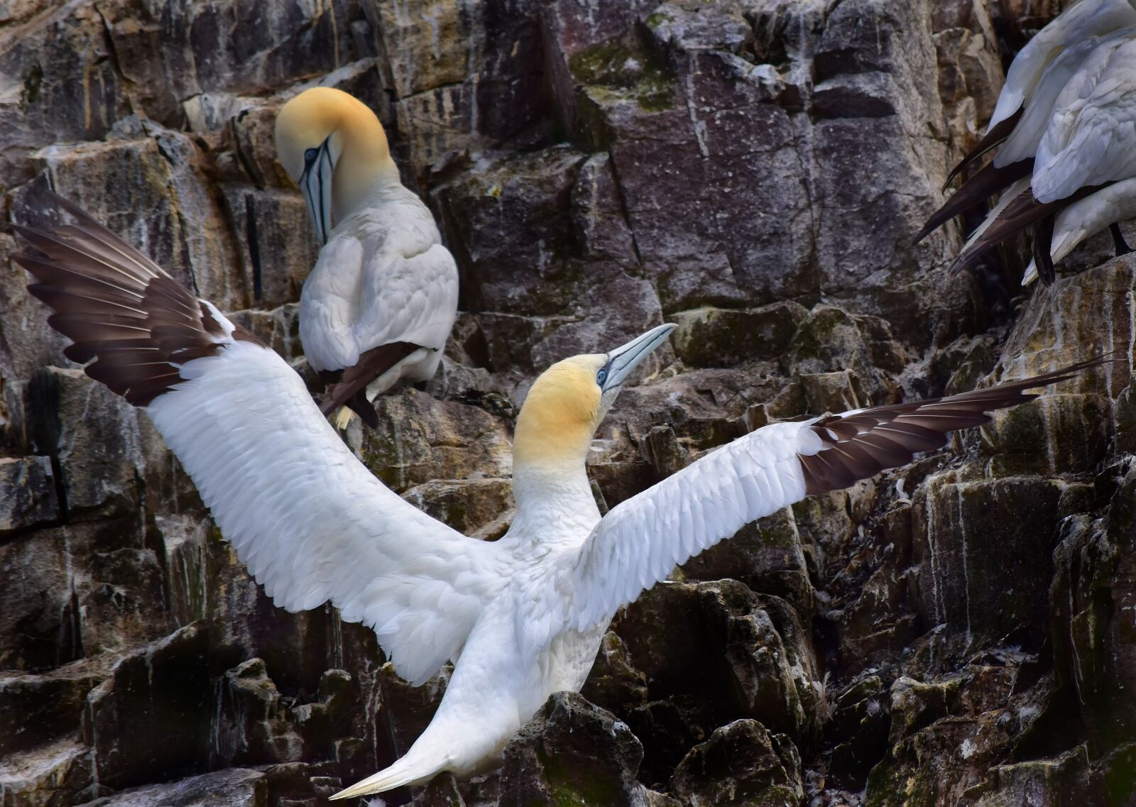 Nikon D5500 sample photo. Gannet, wings, bird photography