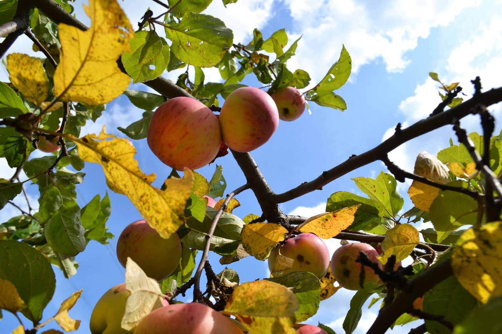Nikon D3100 sample photo. Apples, nature, sky photography