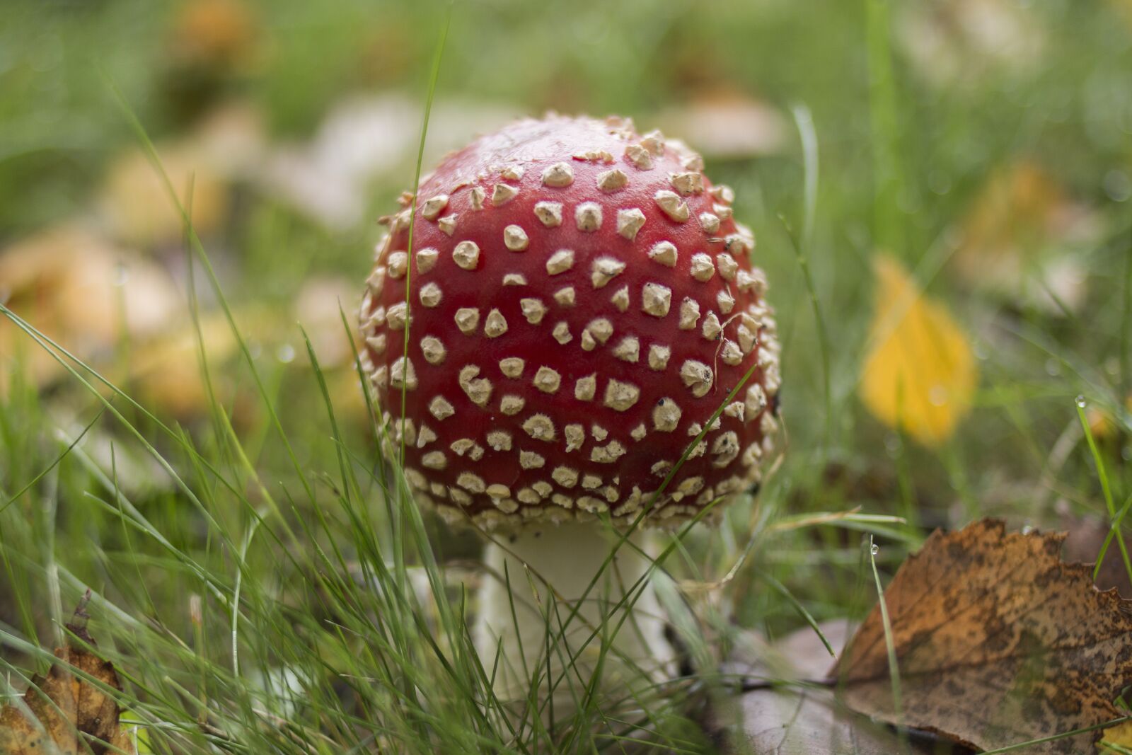 Canon EF 35mm F2 sample photo. Mushroom, autumn, red photography