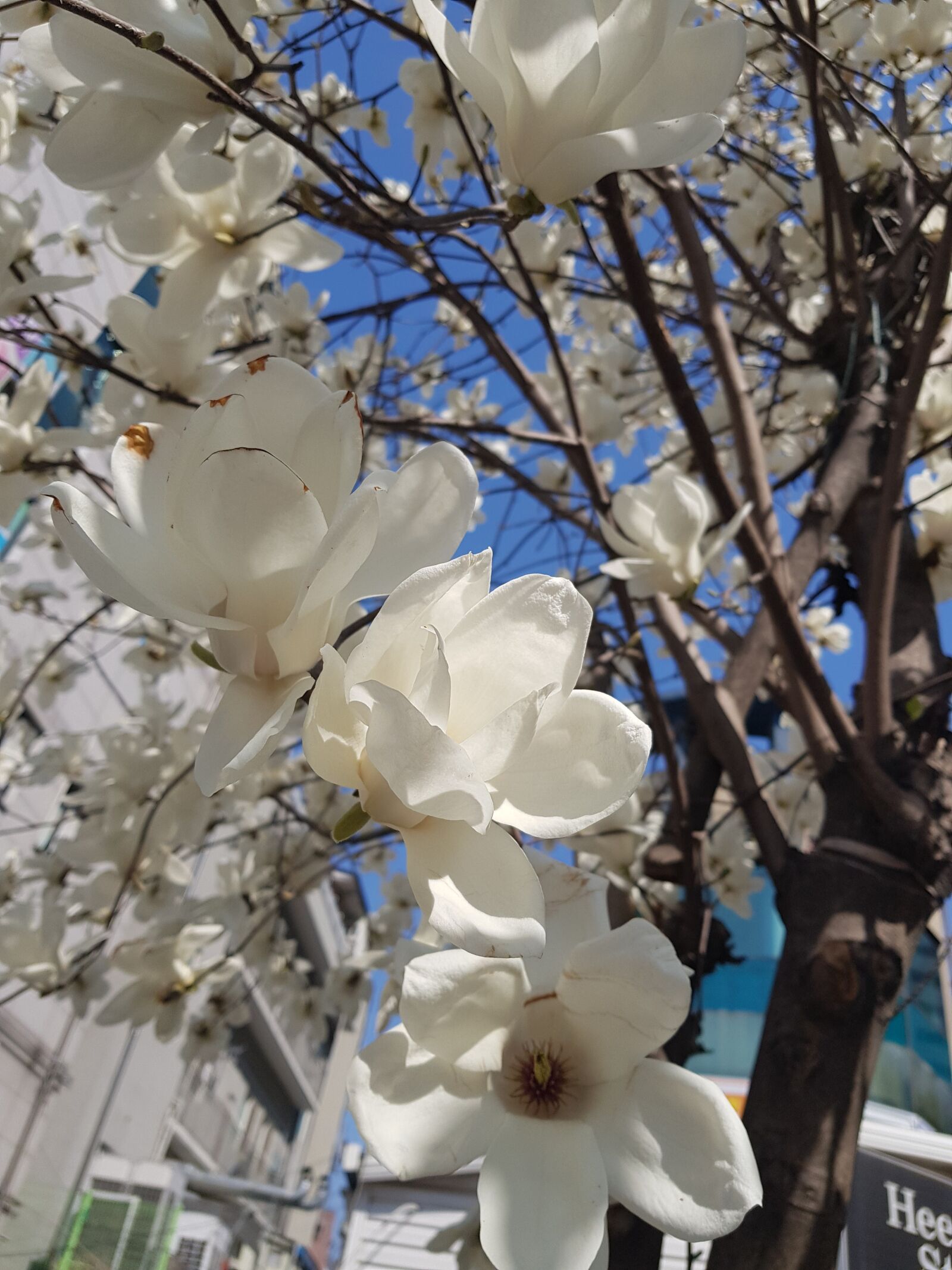 Samsung Galaxy S8+ sample photo. Magnolia, spring, sky photography