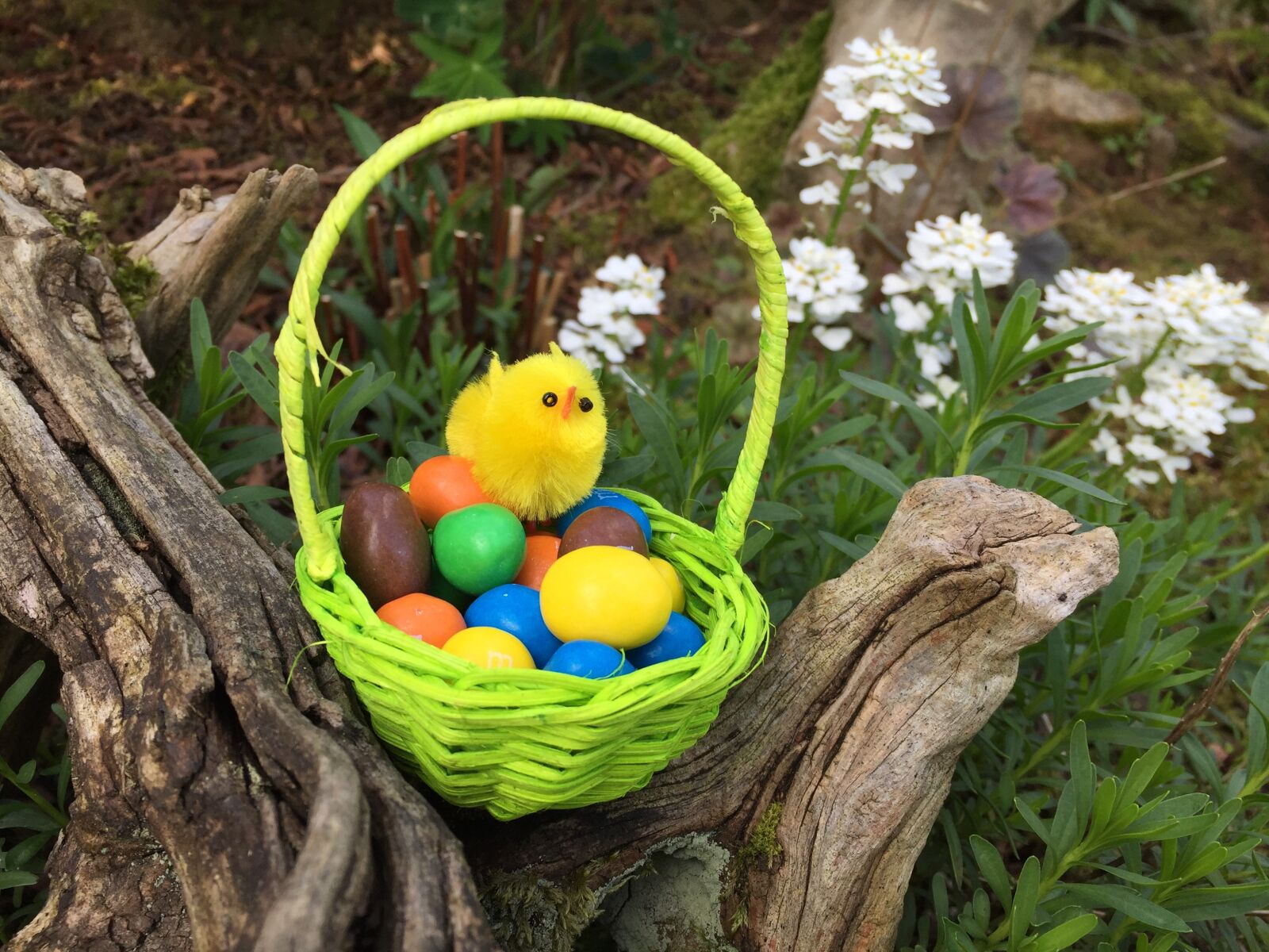 Apple iPhone 6 sample photo. Passover, nature, basket photography
