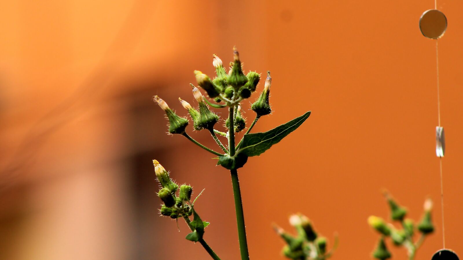 Canon EF75-300mm f/4-5.6 sample photo. Common barberry, weeds, botany photography