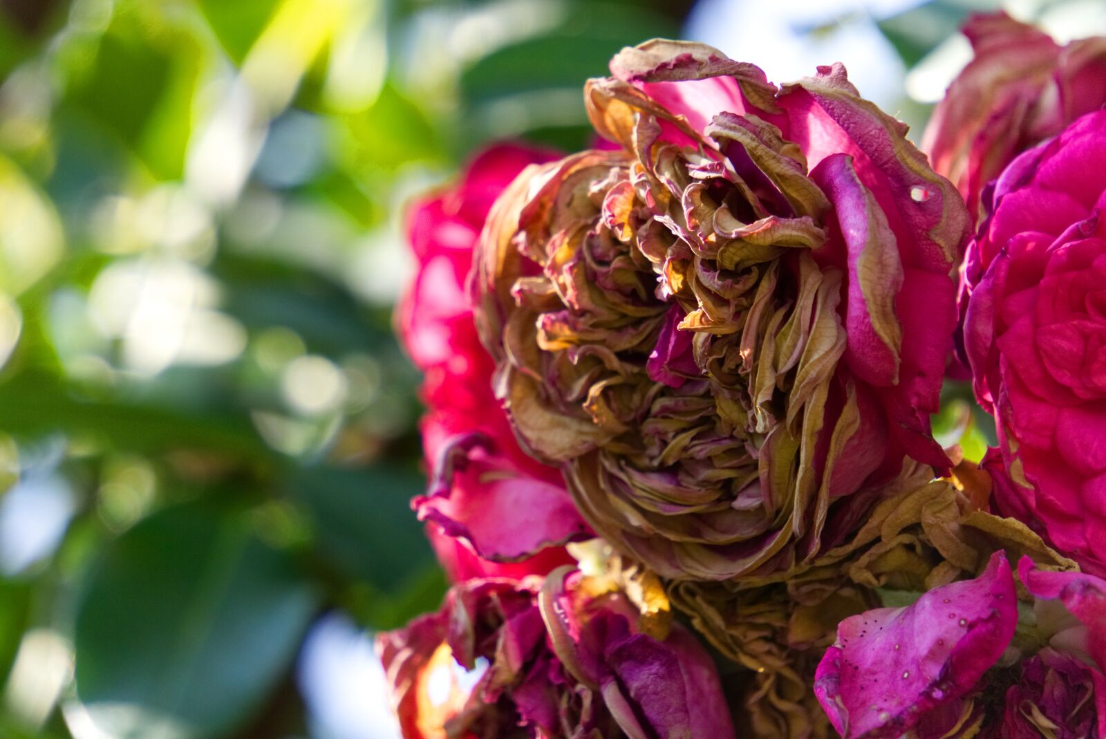 Sony a6000 sample photo. Rose, blossom, bloom photography