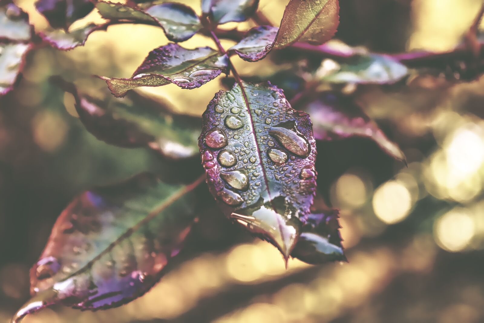 Nikon D7200 sample photo. Rosenblatt, drip, raindrop photography