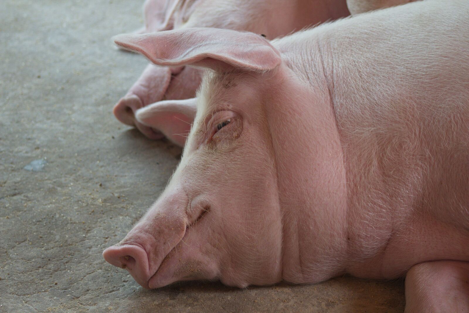 Canon EOS 600D (Rebel EOS T3i / EOS Kiss X5) sample photo. Pig, countryside, breed photography