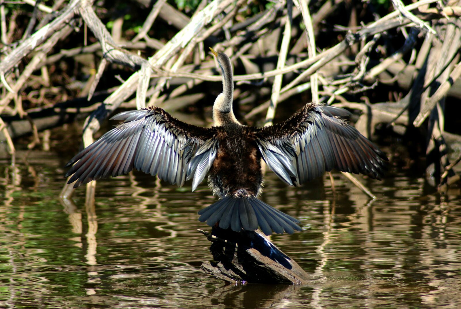 Canon EOS 70D sample photo. Bird, feathers, river photography
