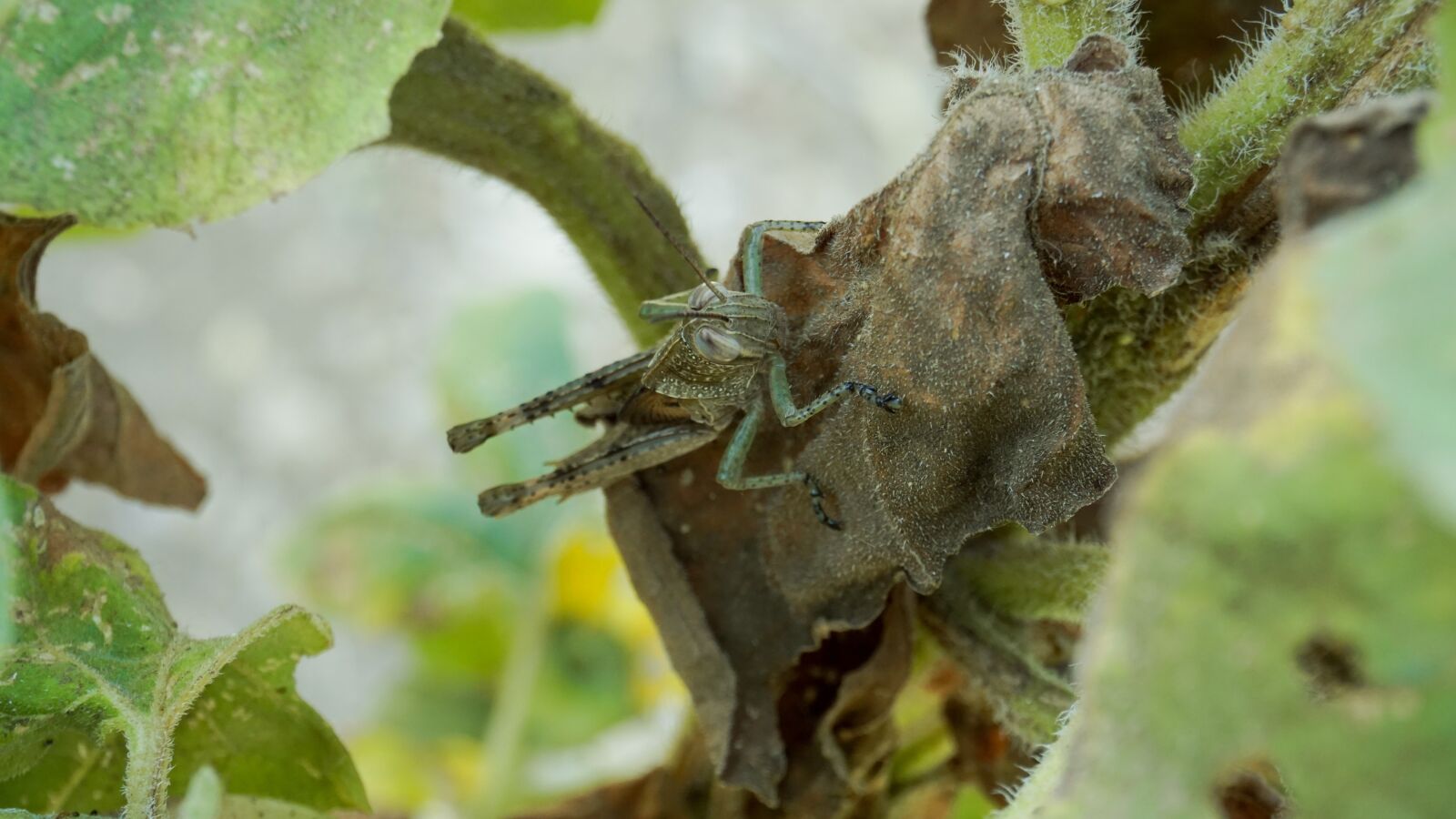 Sony E 16-50mm F3.5-5.6 PZ OSS sample photo. Insect, grasshopper, nature photography