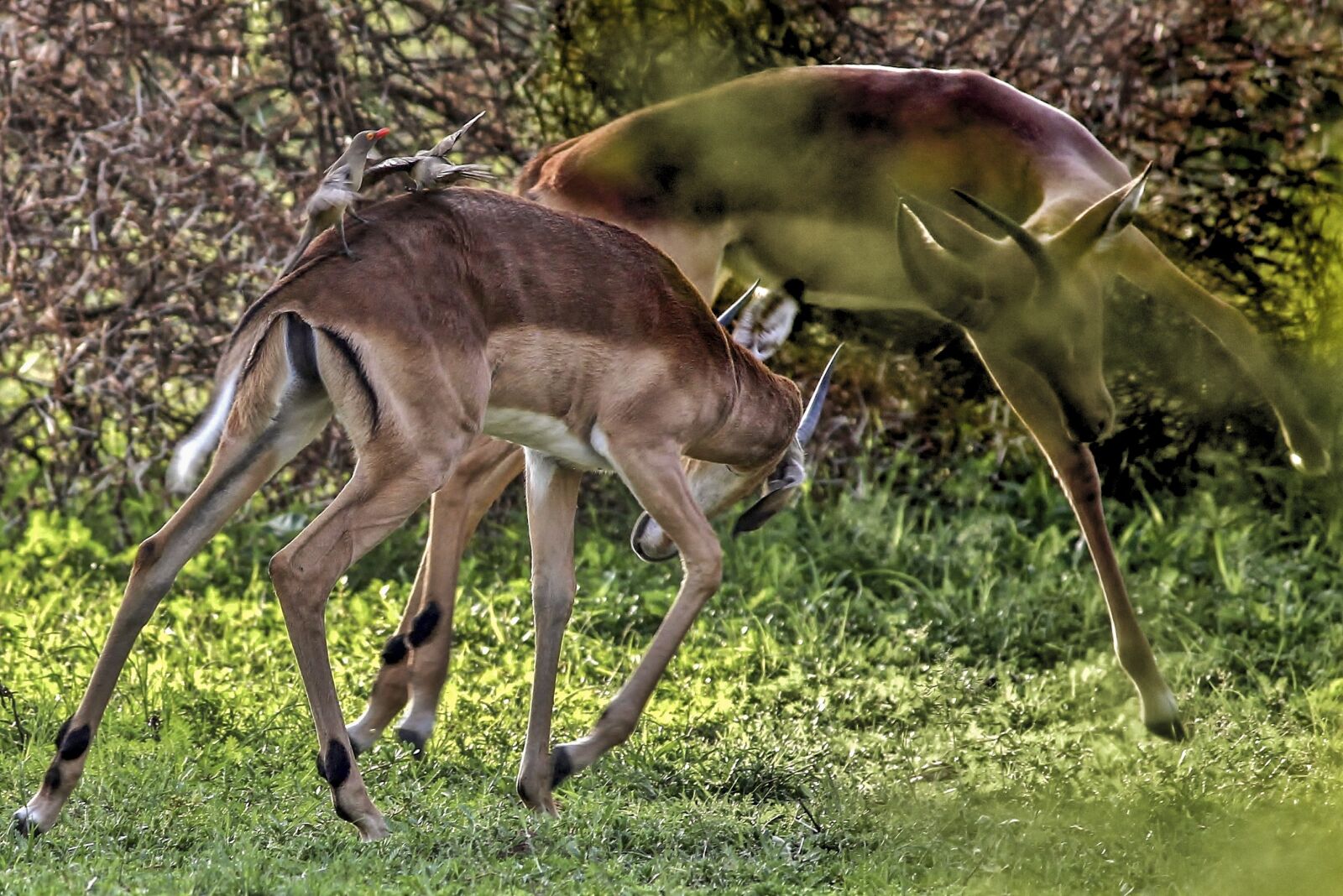 Canon EOS 1100D (EOS Rebel T3 / EOS Kiss X50) sample photo. Impala, wild, animal photography