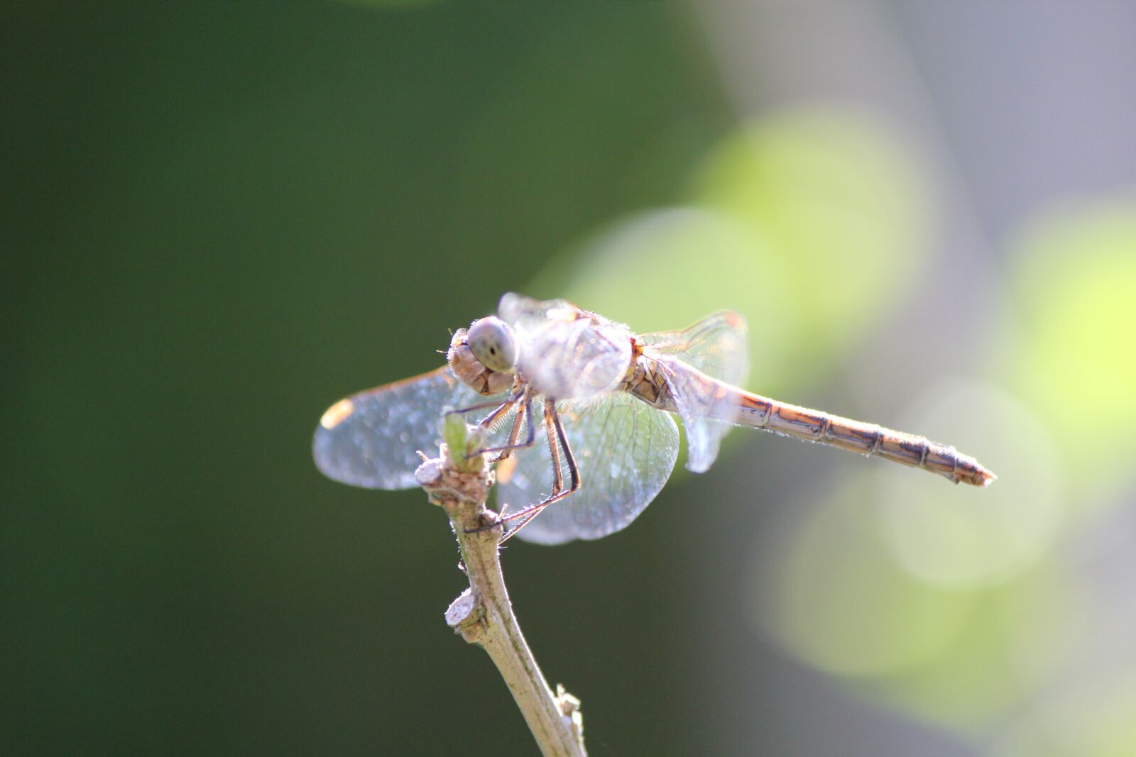 Canon EOS 550D (EOS Rebel T2i / EOS Kiss X4) sample photo. Dragonfly, insect, close up photography