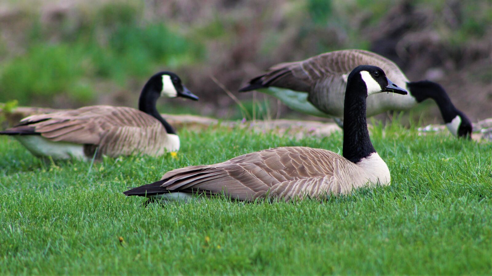 Canon EF75-300mm f/4-5.6 sample photo. Canadian geese, goose, fowl photography