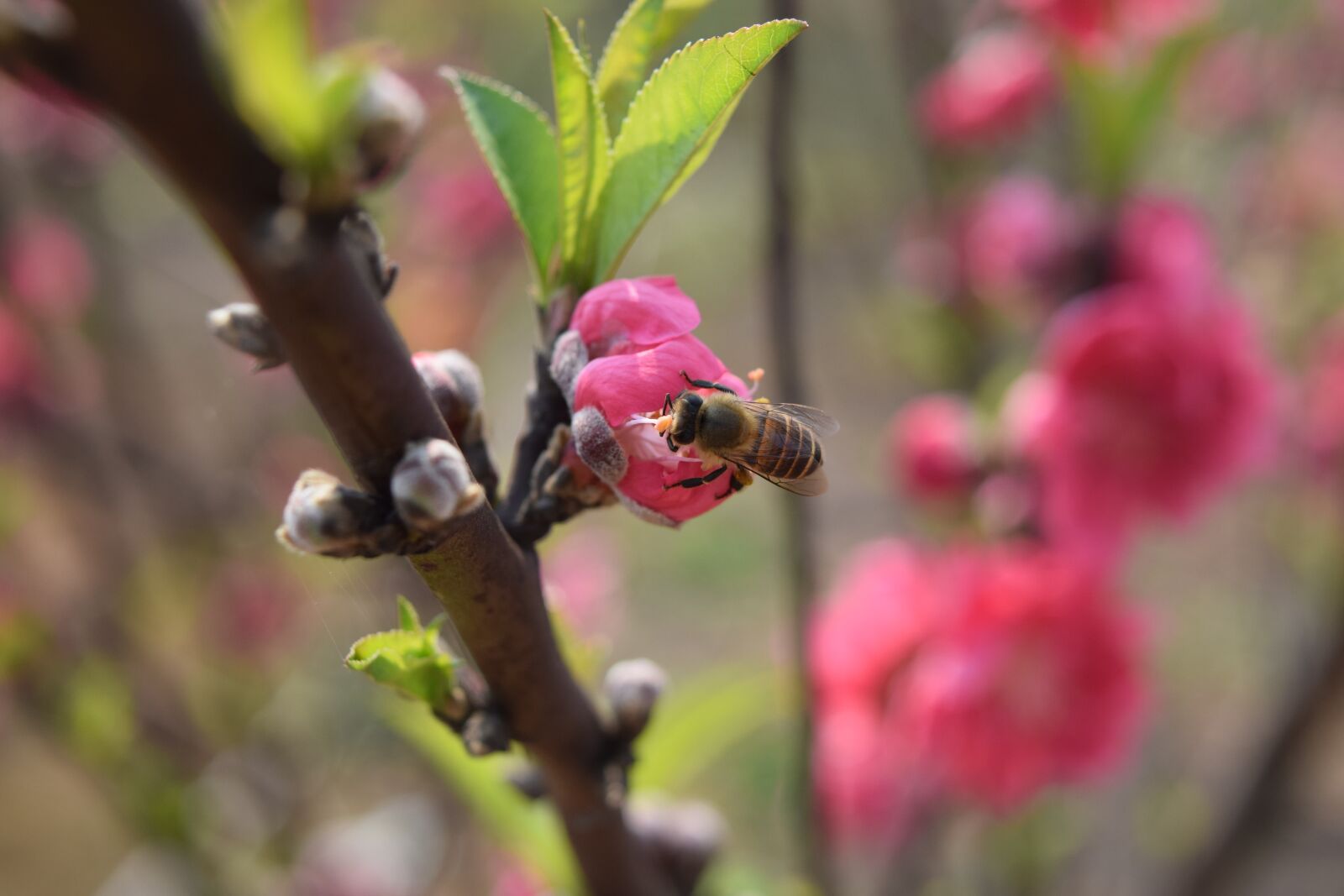 Nikon D3300 sample photo. Peach blossom, plant, bee photography