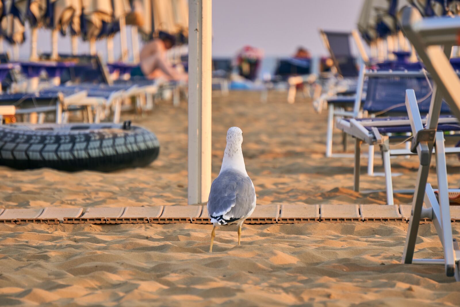 Sony E 55-210mm F4.5-6.3 OSS sample photo. Seagull, bird, animal photography