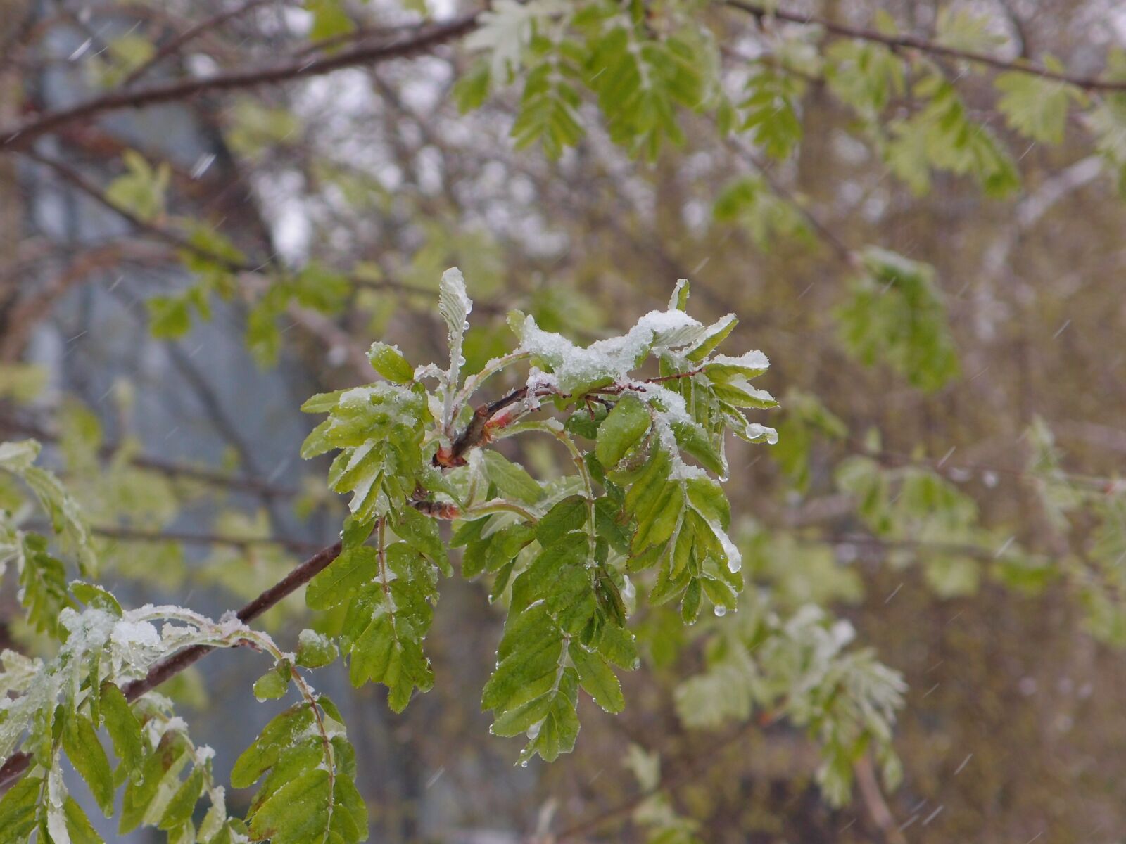 Olympus XZ-1 sample photo. Tree, rowan, element photography
