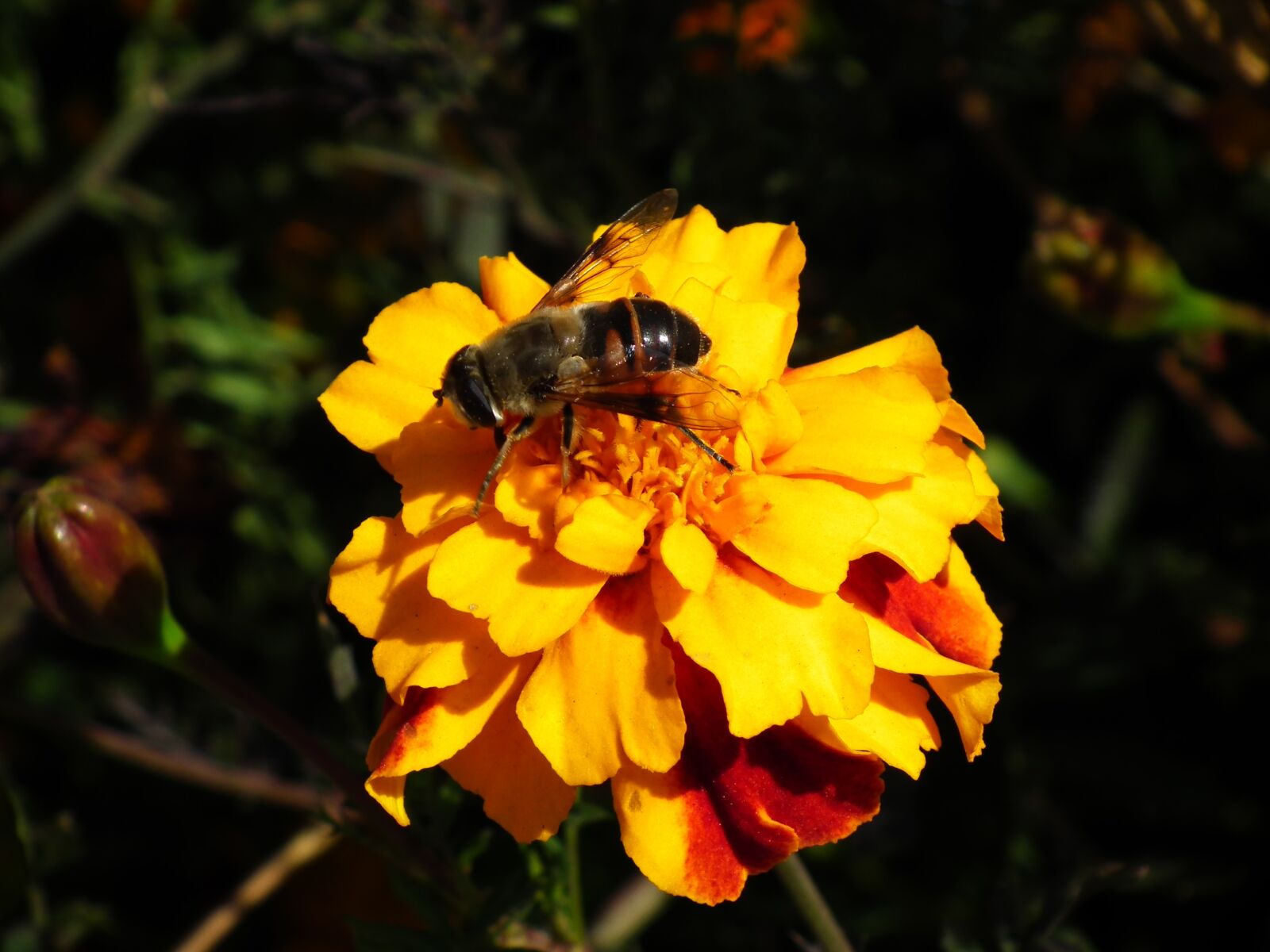 FujiFilm FinePix HS10 (FinePix HS11) sample photo. Nature, flower, insect photography