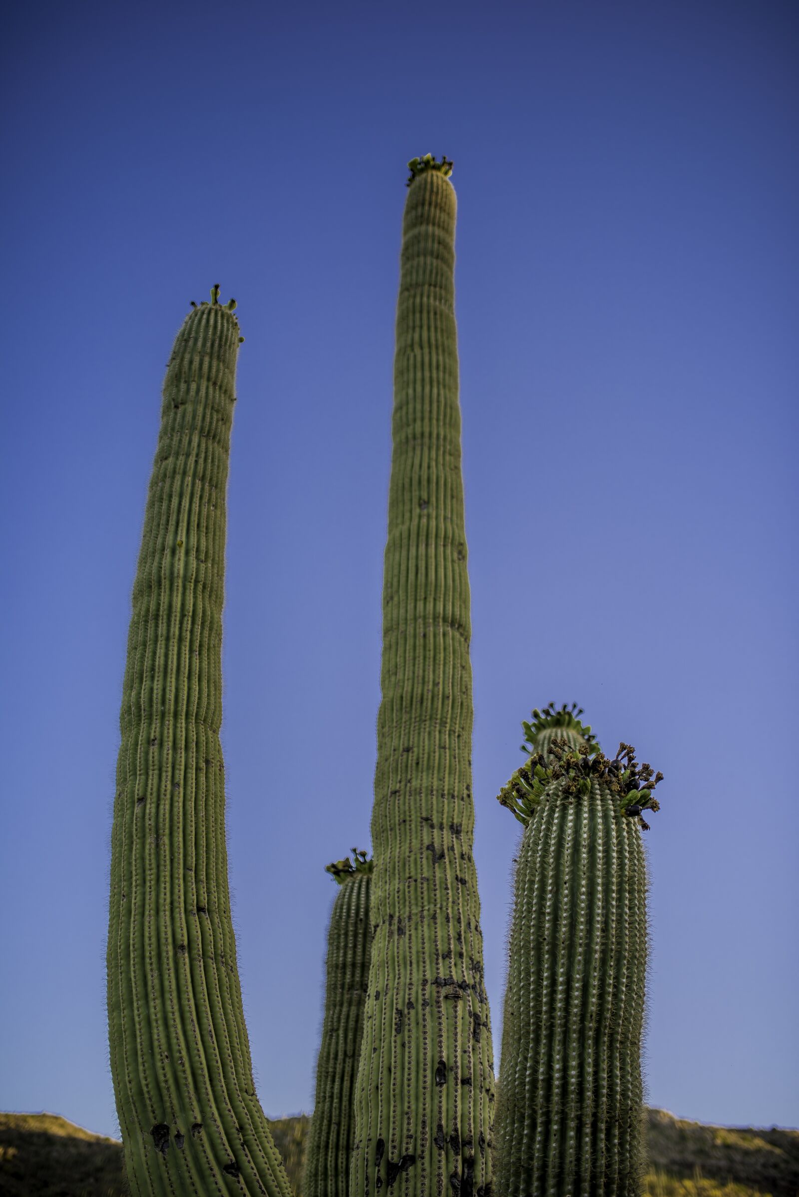 Nikon D810 sample photo. Cactus, az, landscape photography