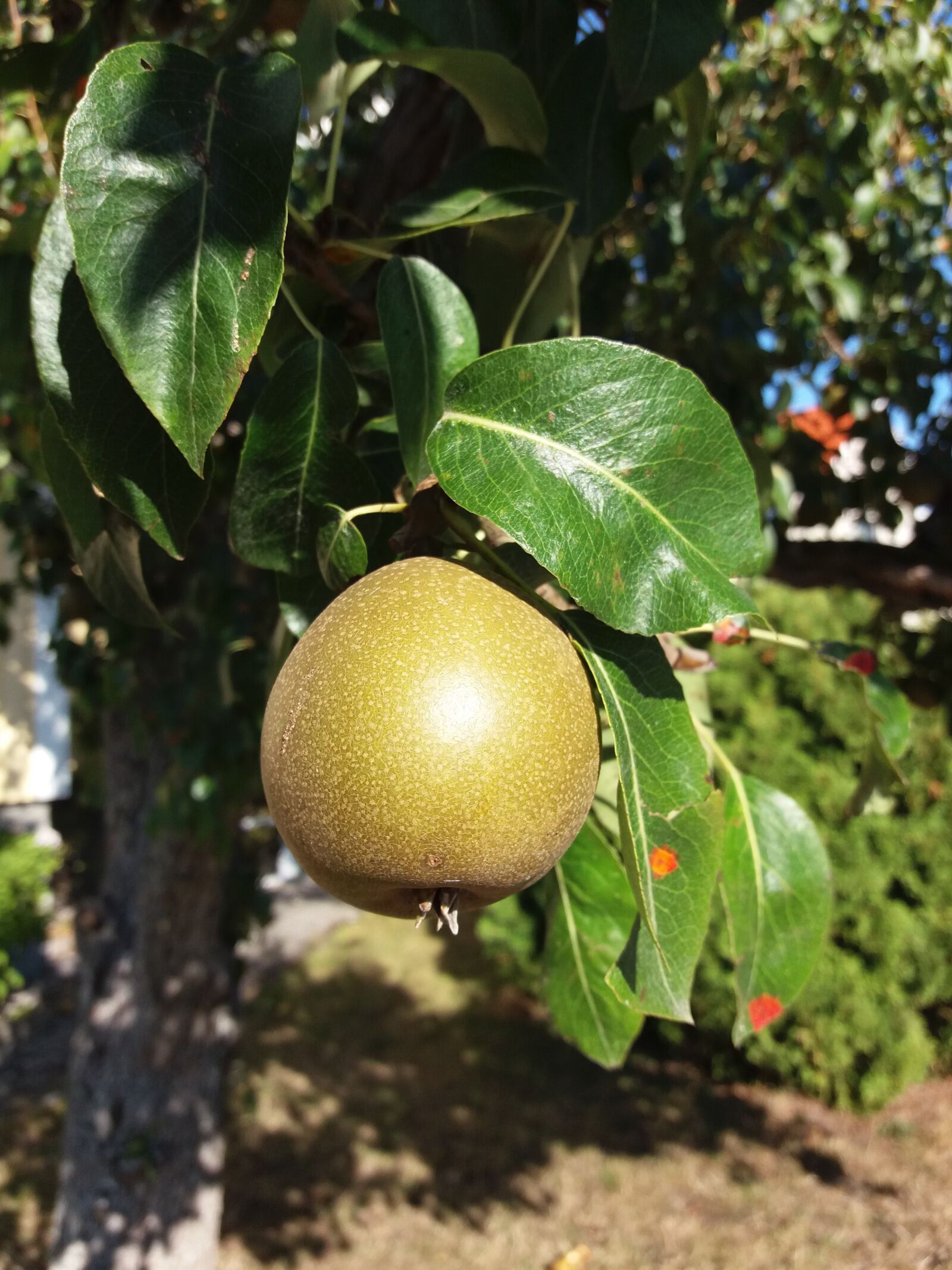 Samsung SM-J500FN sample photo. Pear, three, fruit photography