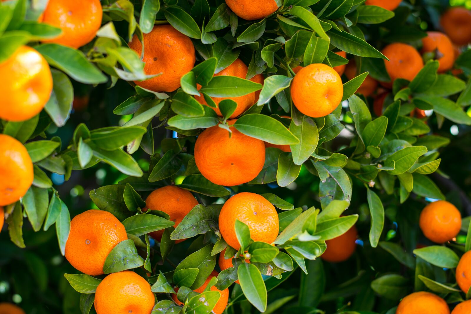 Nikon D5300 sample photo. Fruit, food, leaf photography