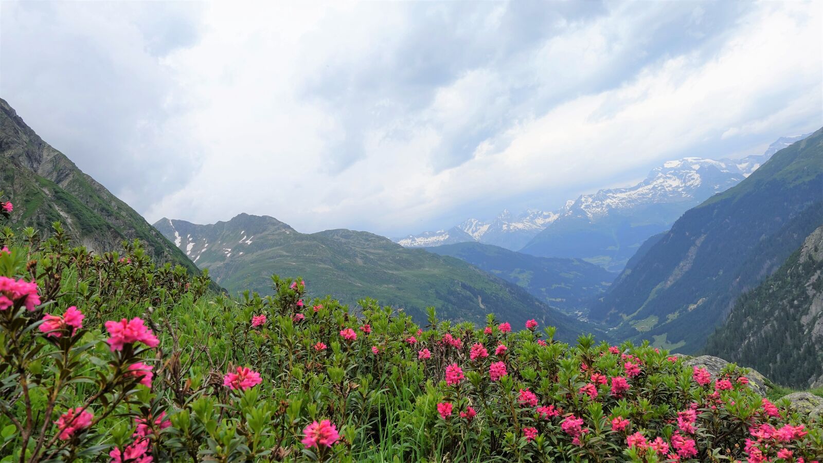 Sony Cyber-shot DSC-RX100 IV sample photo. Alpine roses, mountain, graub photography