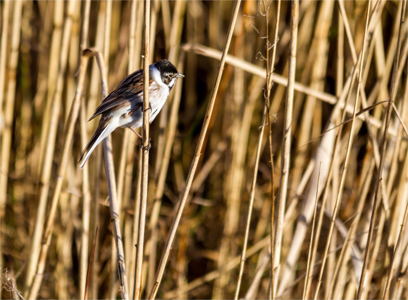Canon EOS 7D sample photo. Nature, bird, reed bunting photography