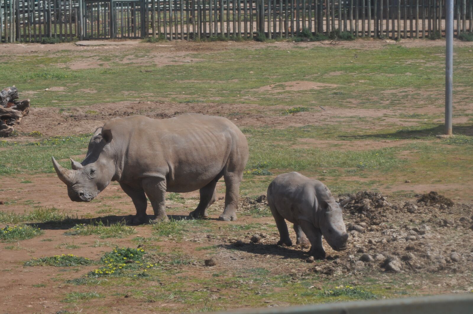 Nikon D5000 sample photo. Monarto zoo, zoo, outdoor photography