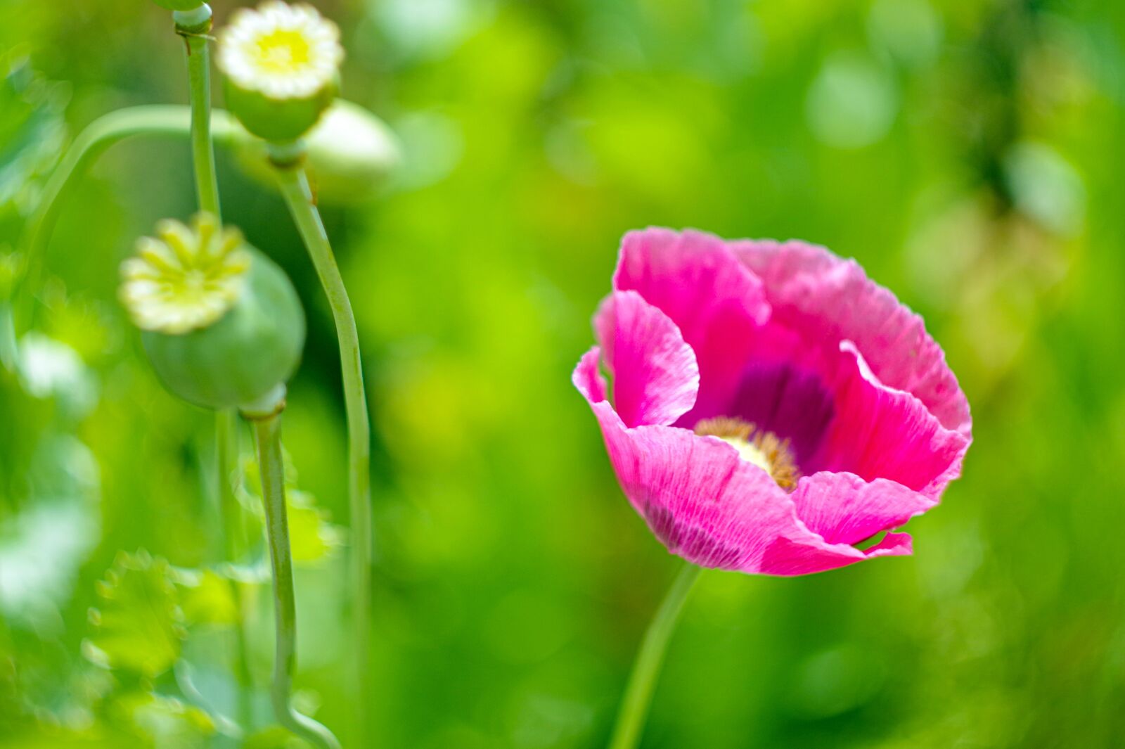 Pentax K-S2 sample photo. Poppy, pink, seed pods photography