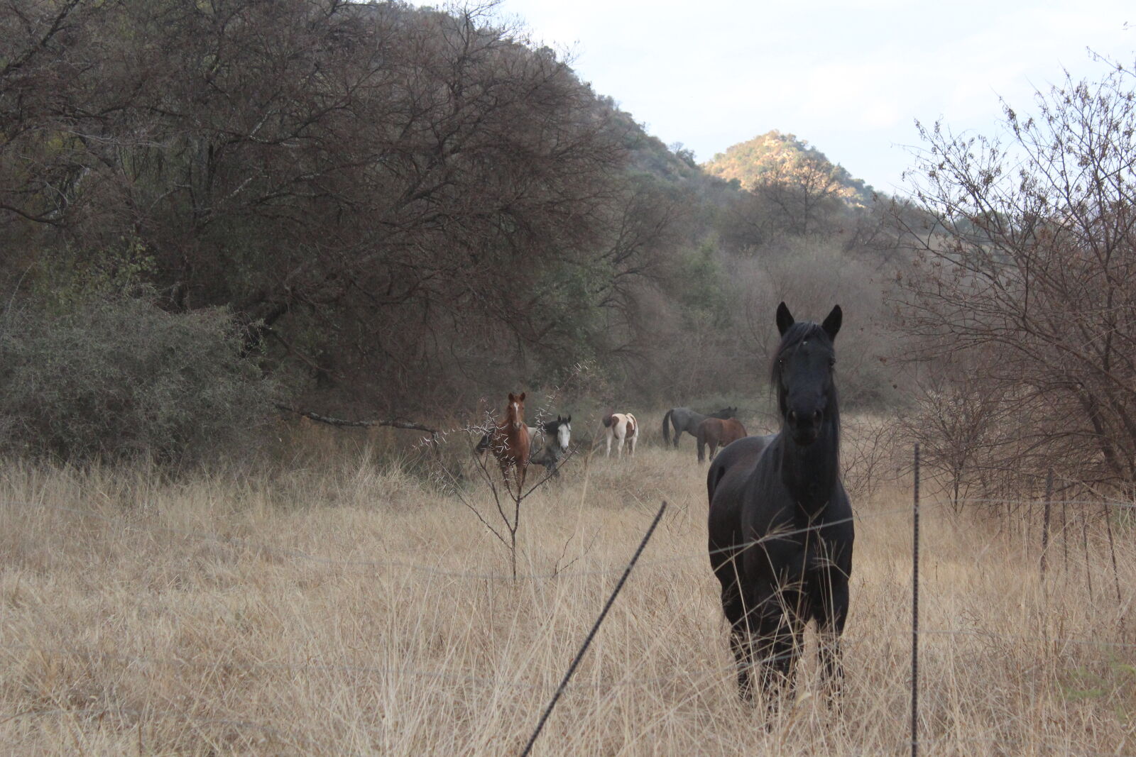 Canon EOS 1200D (EOS Rebel T5 / EOS Kiss X70 / EOS Hi) sample photo. Horses photography