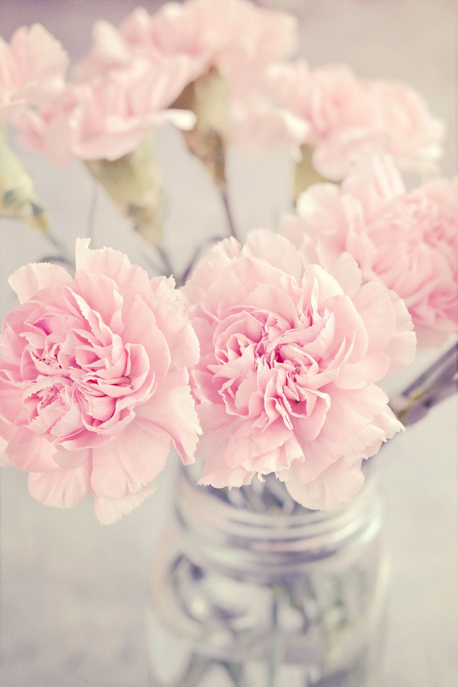 Nikon D7100 sample photo. Cloves, flowers, pink photography