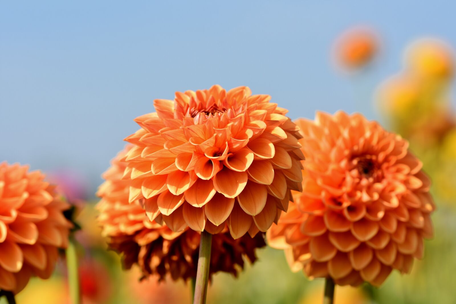 Nikon D7200 sample photo. Dahlia, dahlias bud, flower photography