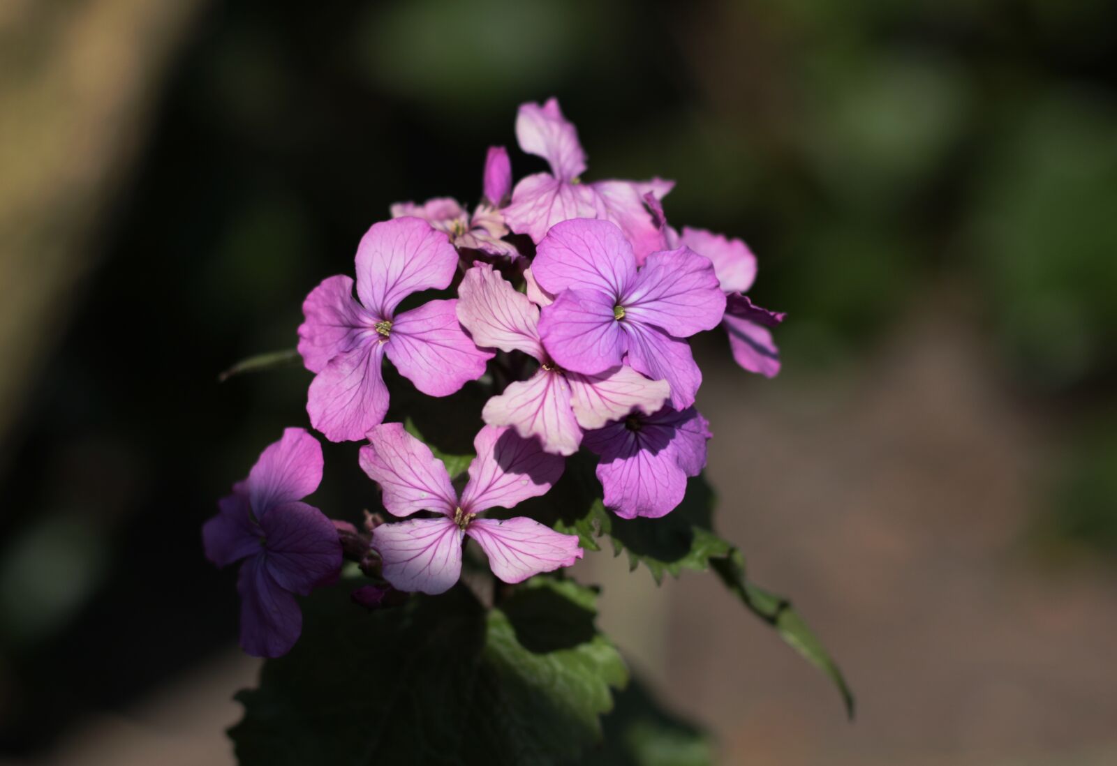 Canon EOS 7D Mark II sample photo. Lunaria annua, honesty, sunlight photography