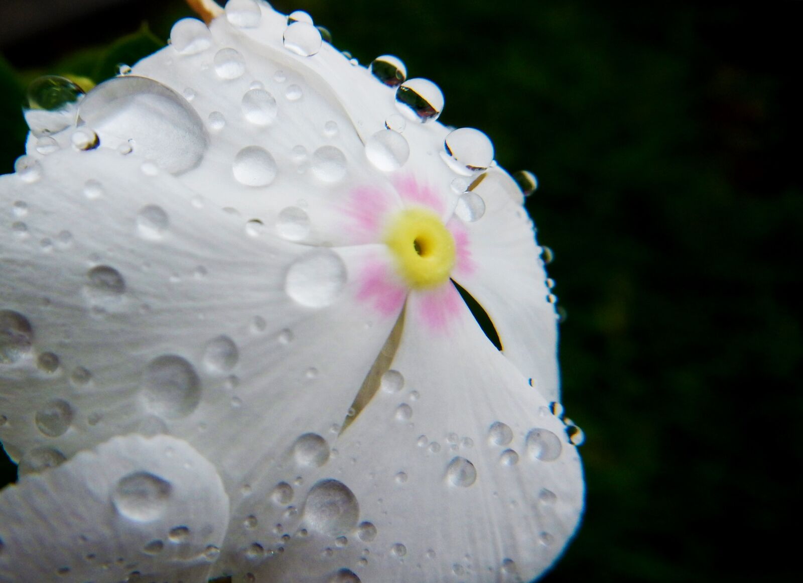 Nikon Coolpix AW110 sample photo. White flower, drops of photography
