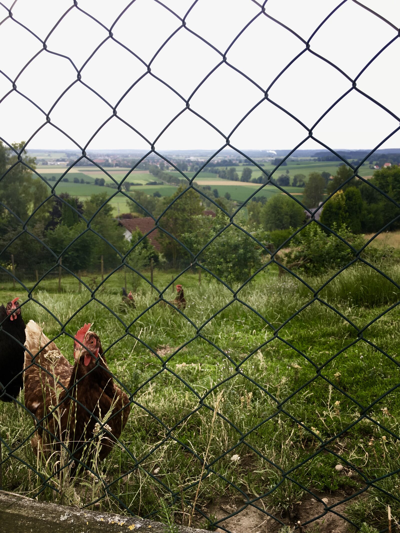 Apple iPhone 6s sample photo. Allgäu, chicken, nature photography