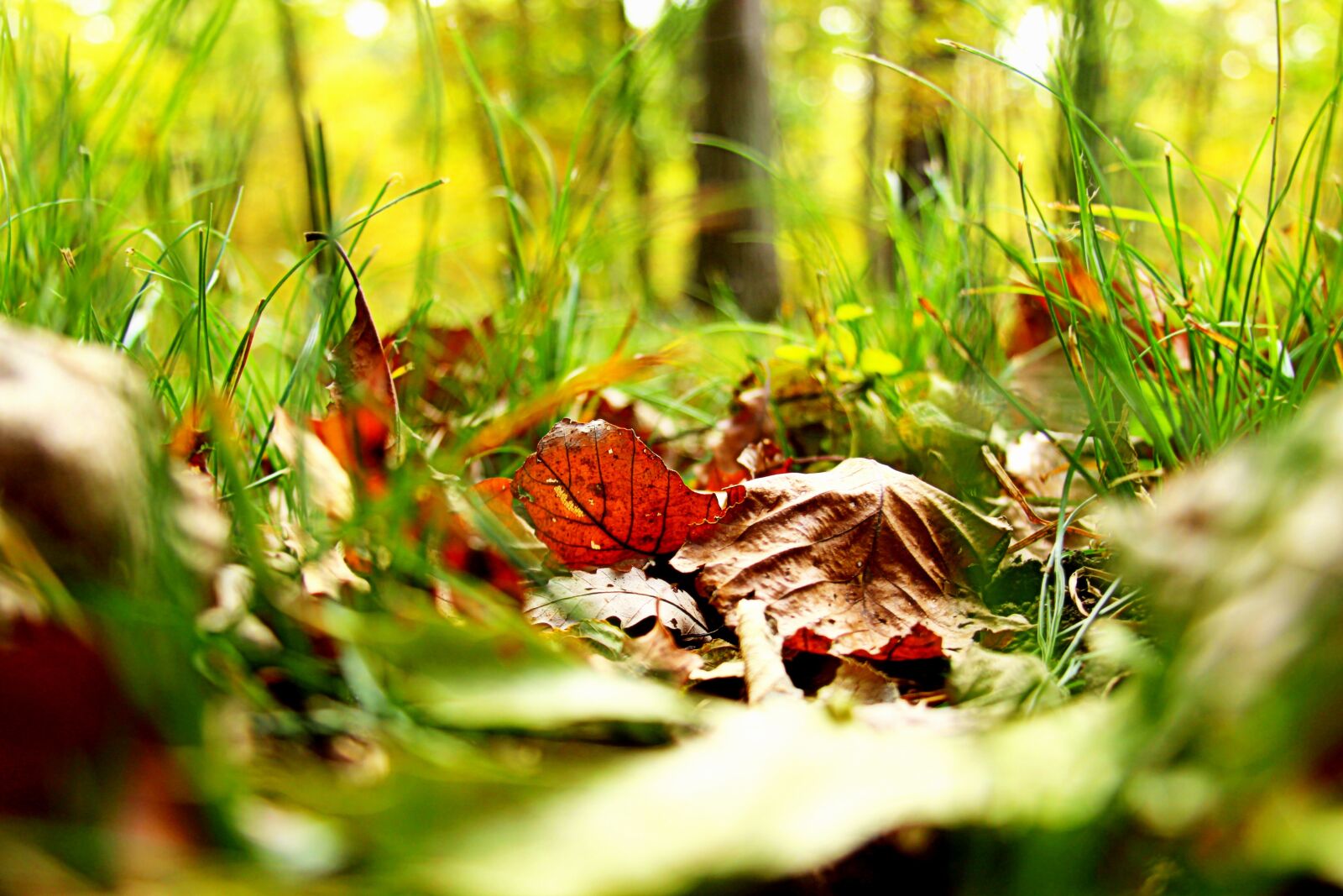 Canon EF 28-135mm F3.5-5.6 IS USM sample photo. Leaves, fall, grass photography
