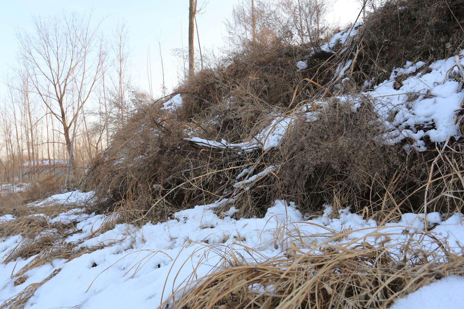 Canon EOS 6D + Canon EF 17-40mm F4L USM sample photo. Forest, weeds, snow photography