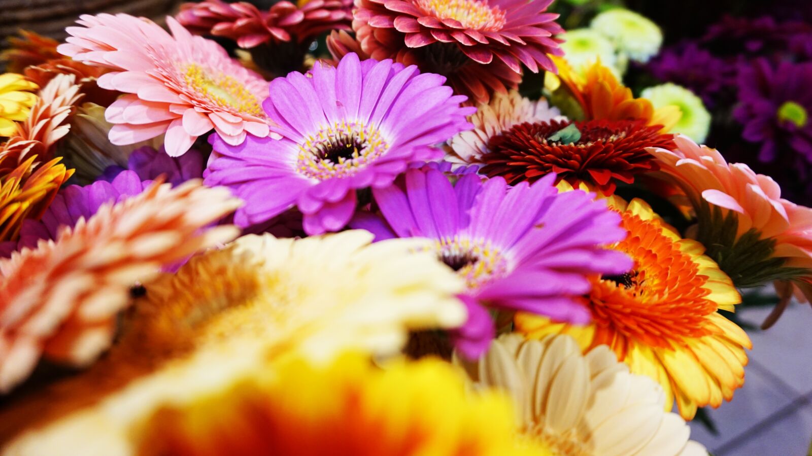Sony Alpha a5000 (ILCE 5000) sample photo. Nature, flower, flora photography