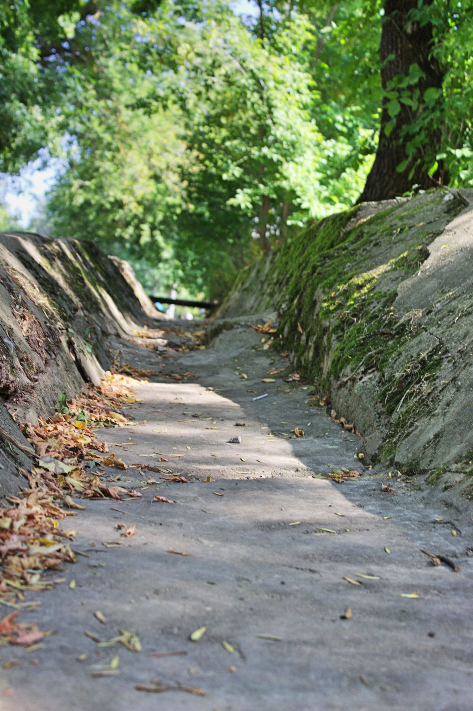 Canon EOS 600D (Rebel EOS T3i / EOS Kiss X5) sample photo. Road, nature, tunnel photography