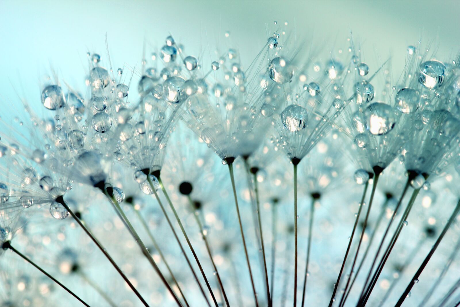 Canon EOS 550D (EOS Rebel T2i / EOS Kiss X4) sample photo. Dandelion seeds, dandelion, dandelions photography