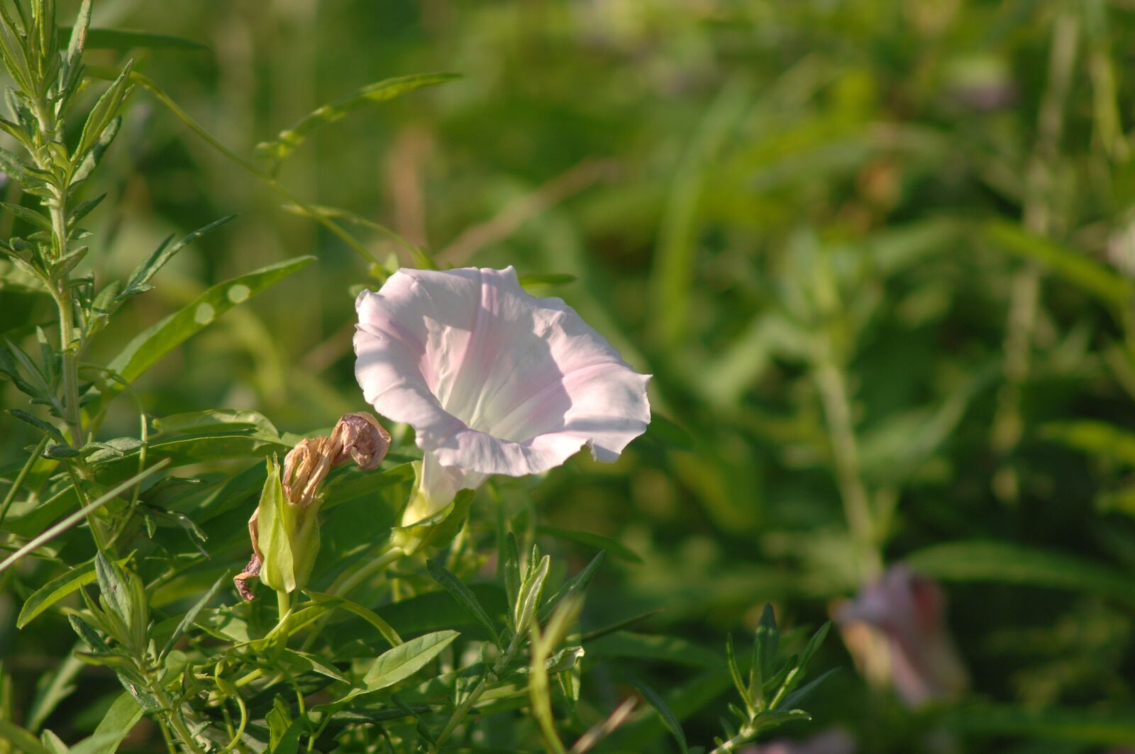 Nikon D2Xs sample photo. Bindweed, flowers, wildflower photography