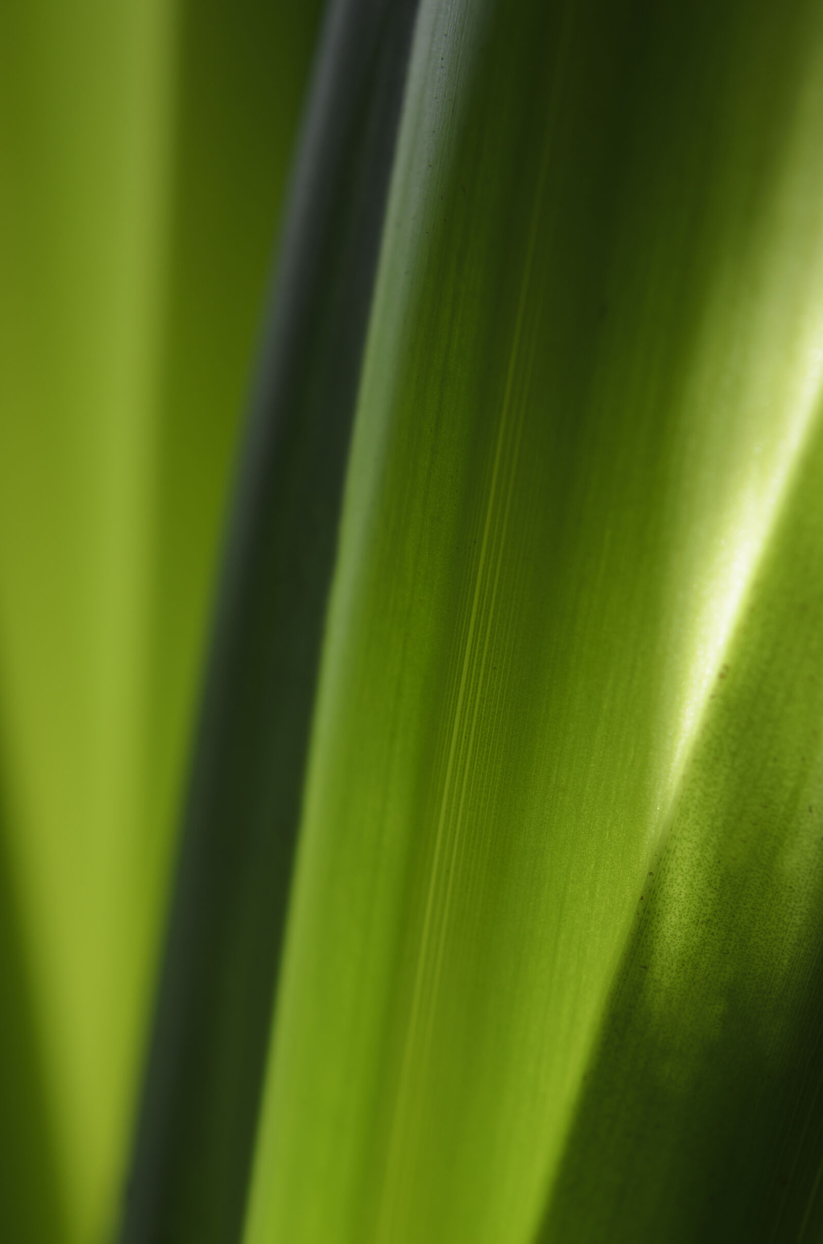 Nikon D7000 + Nikon AF-S Nikkor 50mm F1.8G sample photo. Abstract, abstrato, background, brazilian photography