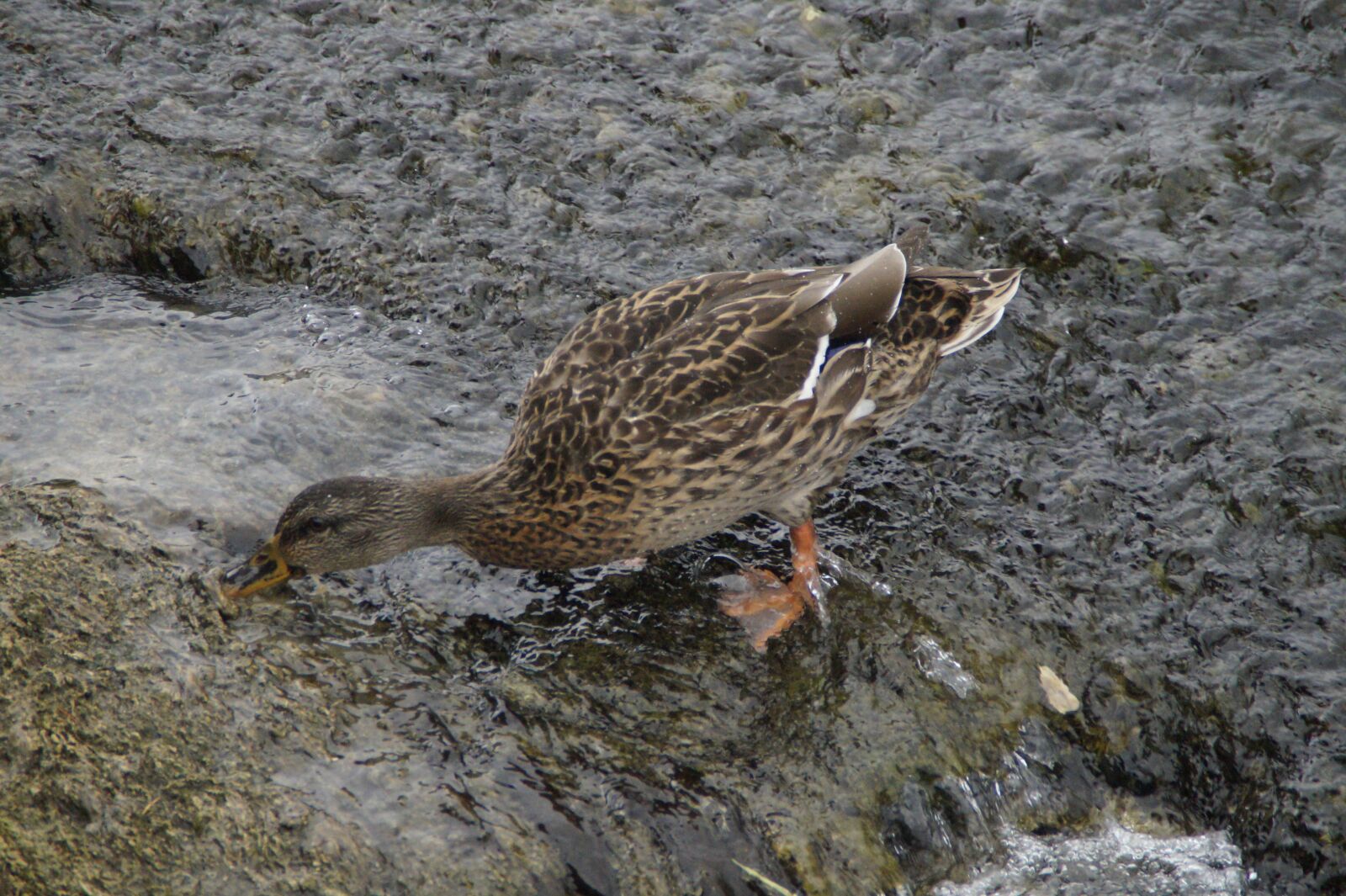 Sony SLT-A58 sample photo. Duck, mallard, female photography