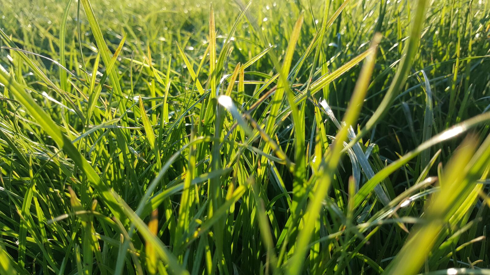 Samsung Galaxy S6 sample photo. Grass, green, nature photography