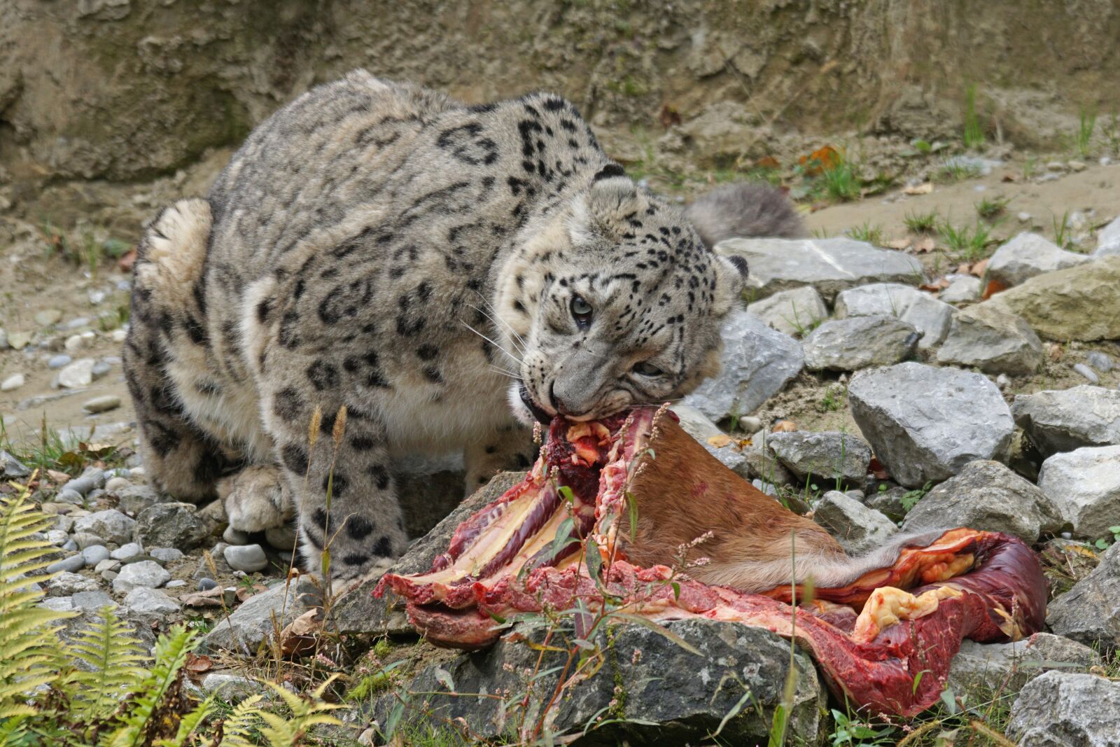 Sony ILCA-77M2 + Sony 70-400mm F4-5.6 G SSM sample photo. Predator, snow leopard, irbis photography