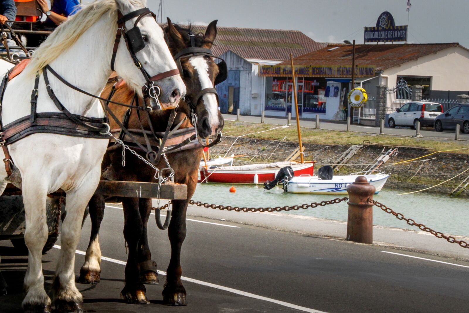 Canon TS-E 90mm F2.8 Tilt-Shift sample photo. Horses, horse, hitch photography