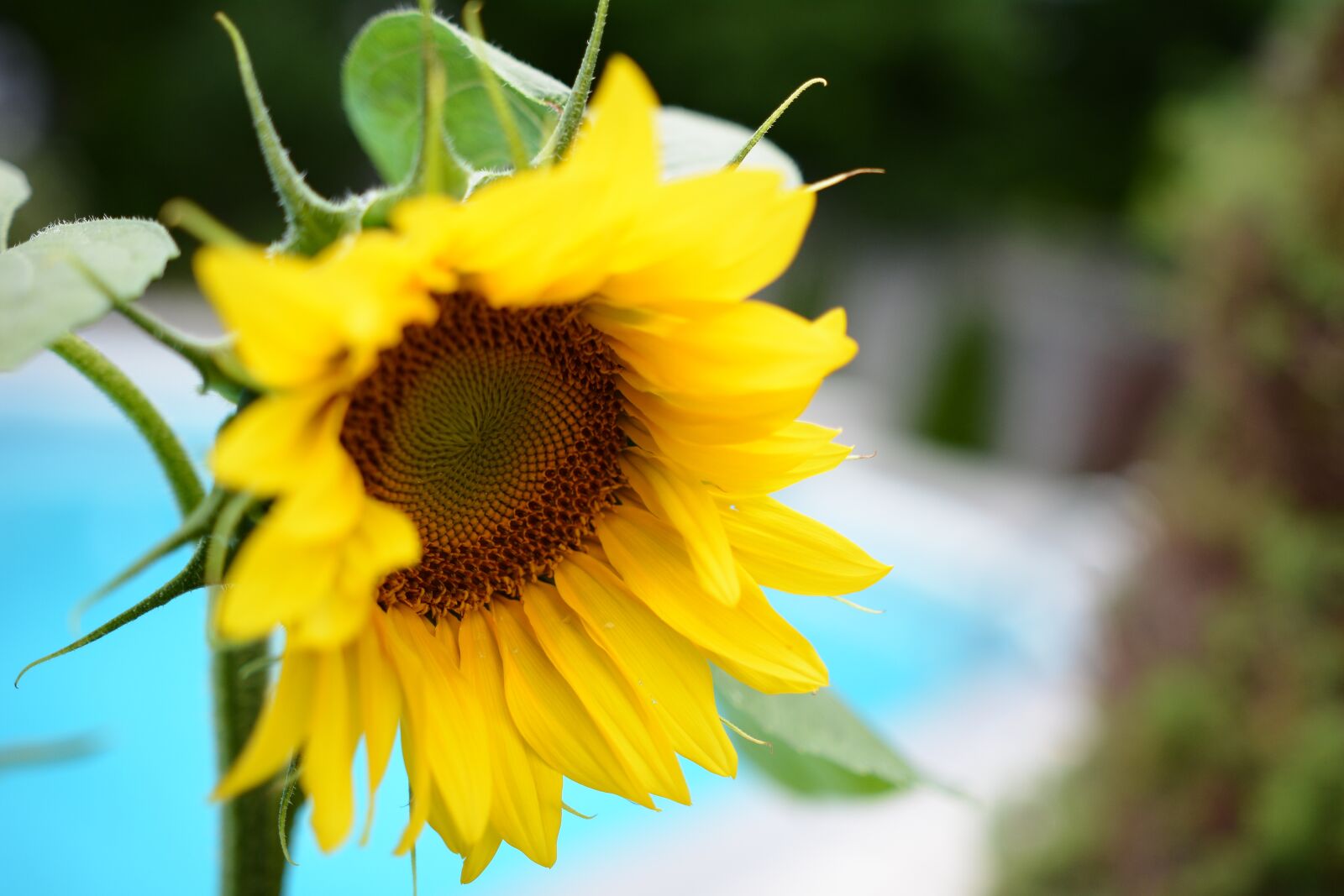 Nikon D7100 sample photo. Sunflower, flower, yellow flower photography