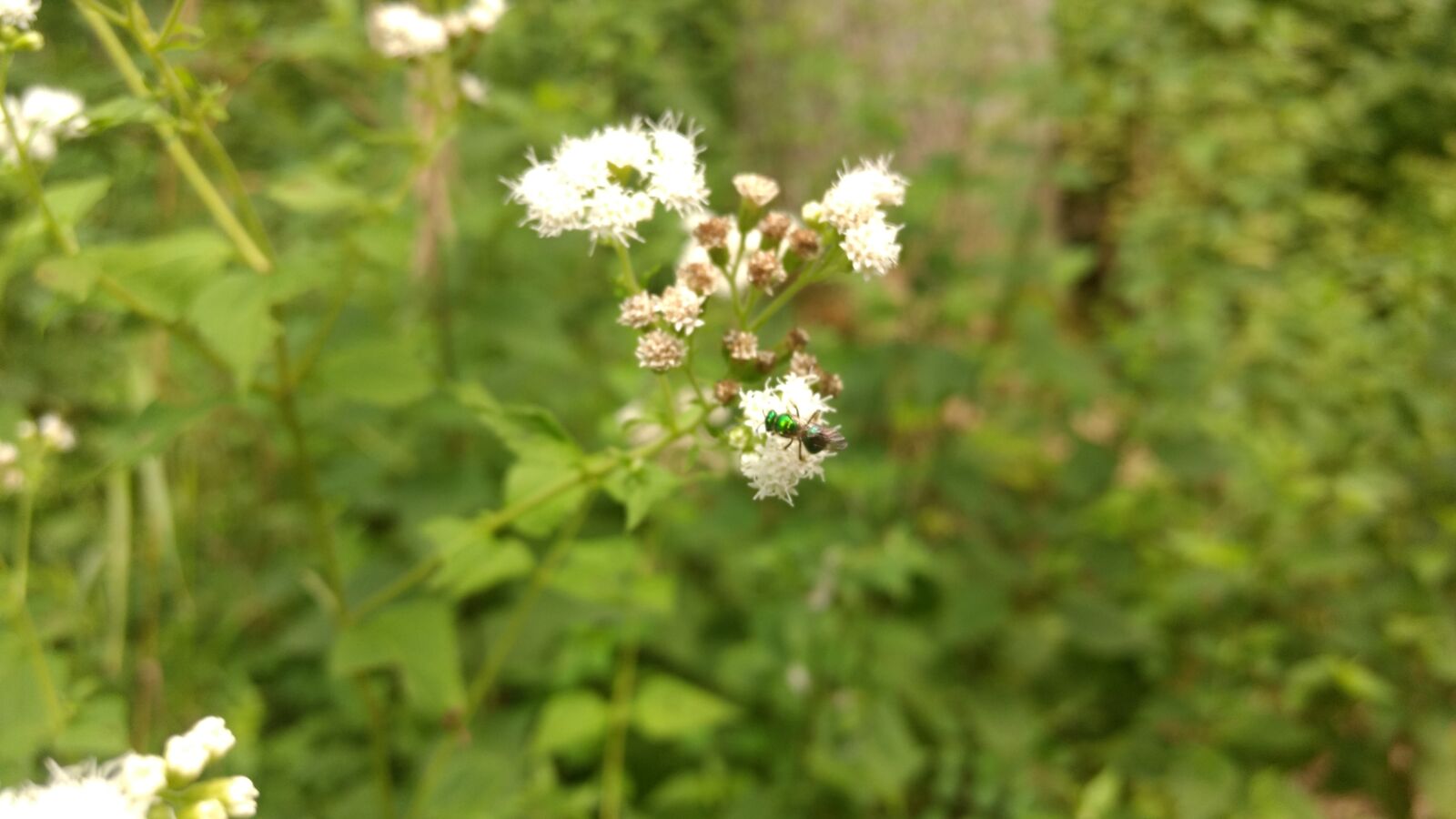 Motorola Moto G (4) sample photo