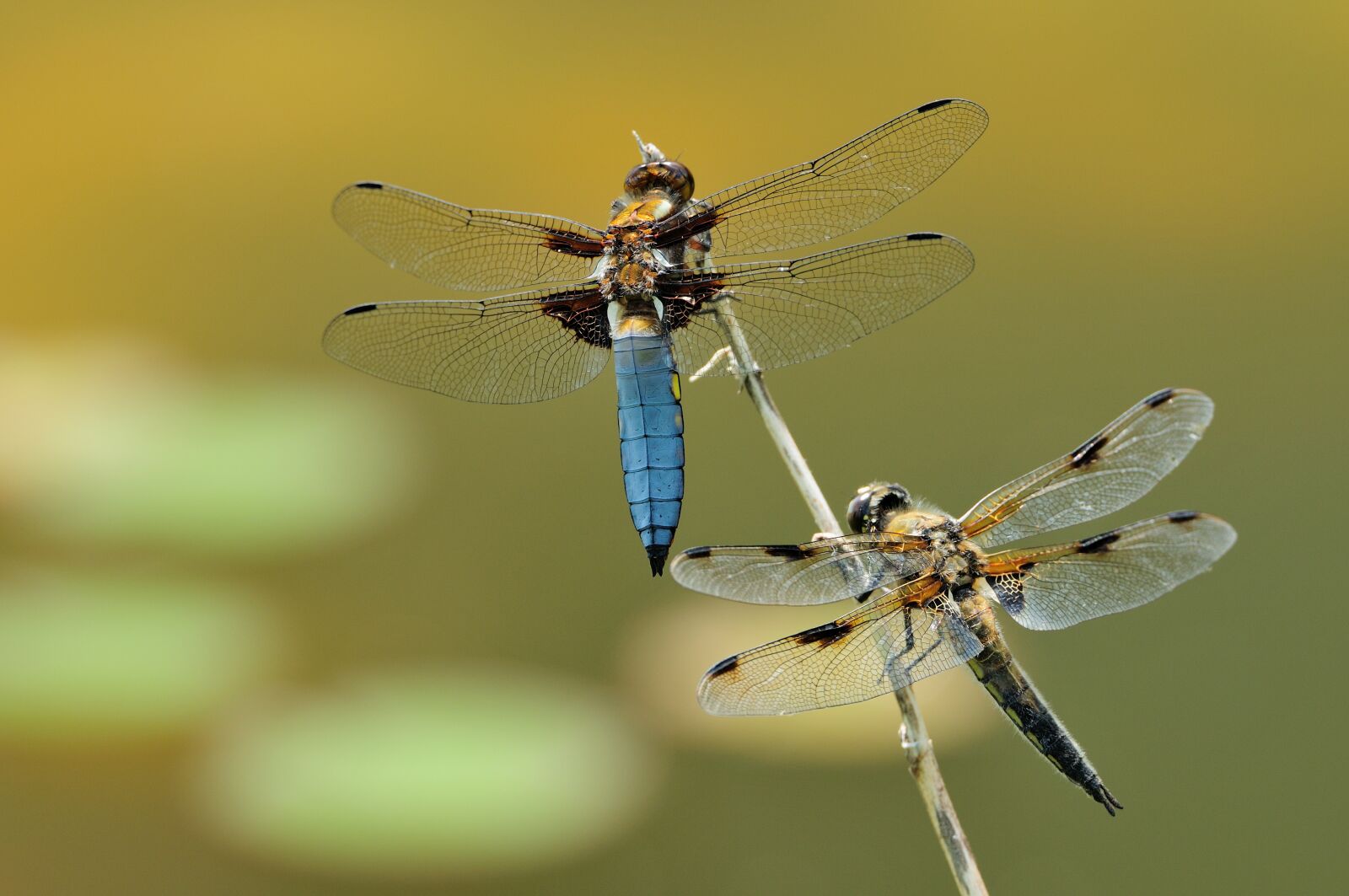 Nikon D300S sample photo. Macro, dragonfly, insect photography