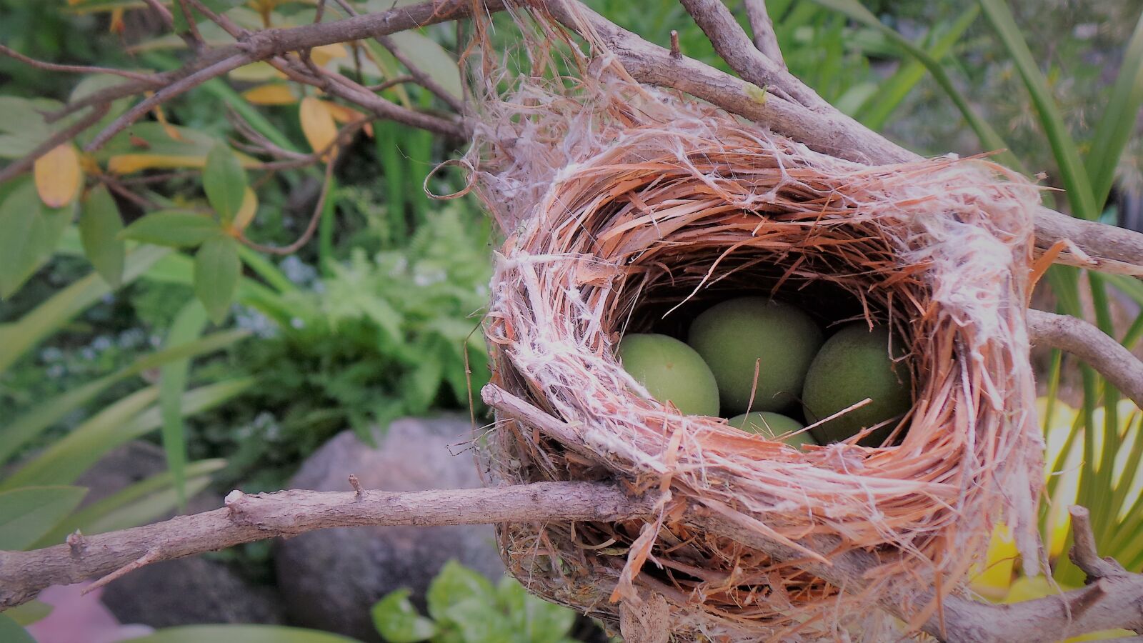 Samsung Galaxy Camera (Wi-Fi) sample photo. Bird nest, new real photography