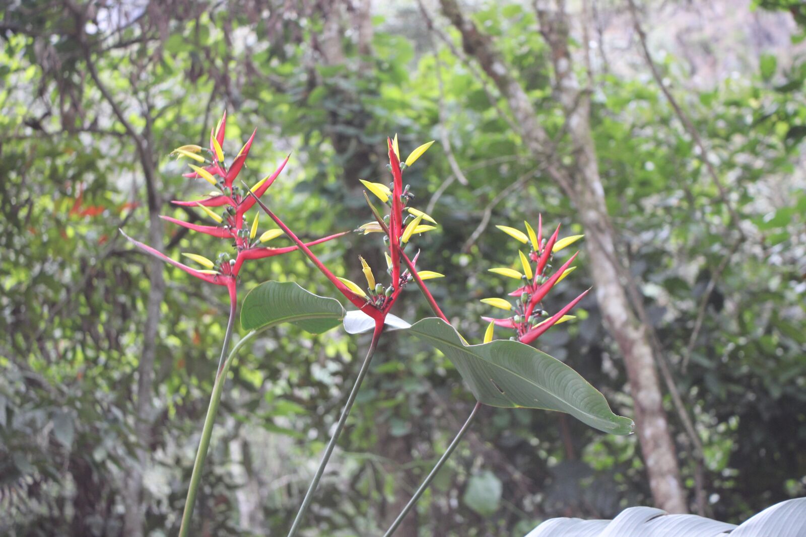 Canon EOS 600D (Rebel EOS T3i / EOS Kiss X5) sample photo. Flower, jungle, nature photography