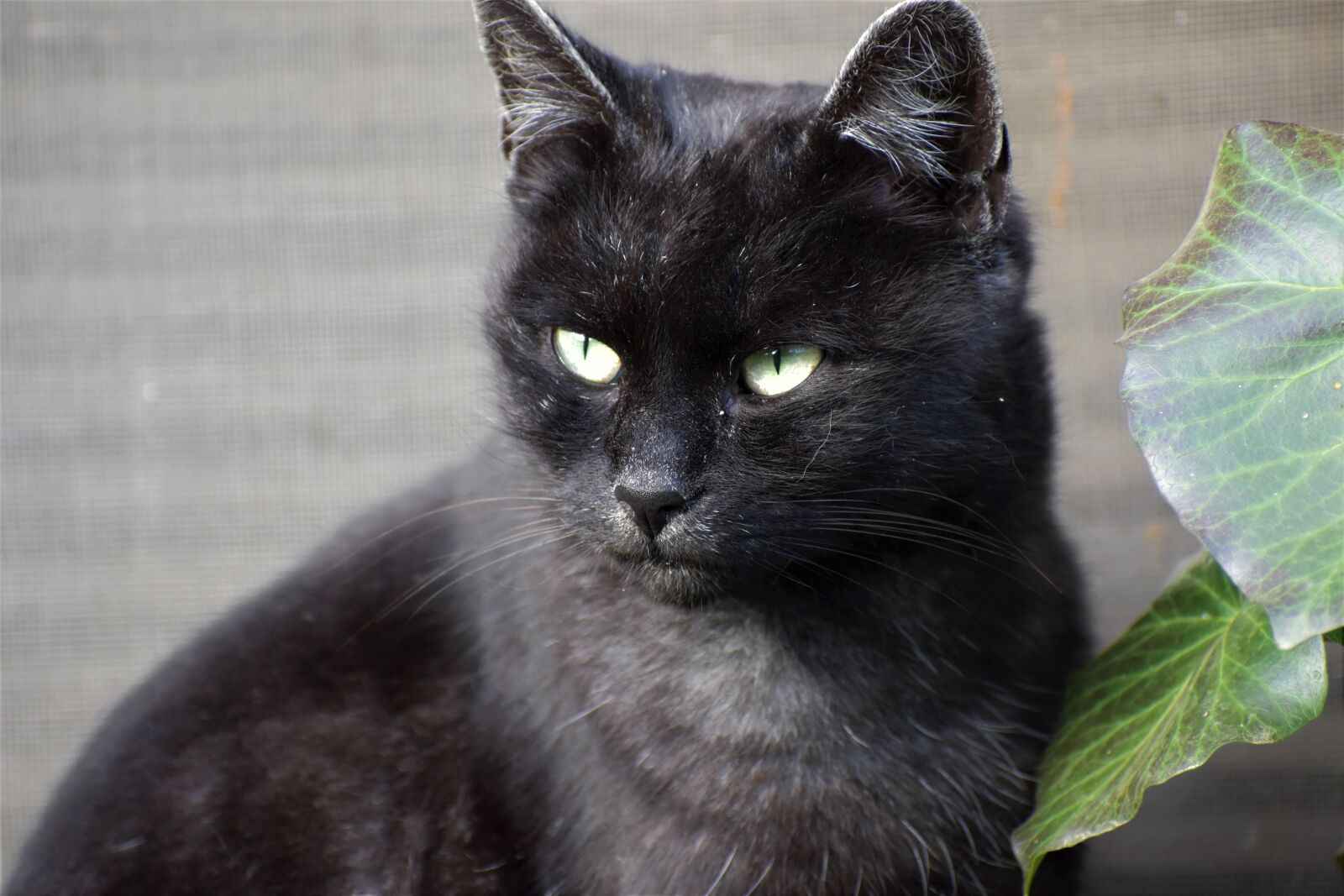 Nikon D3500 sample photo. Cat, portrait, animal photography