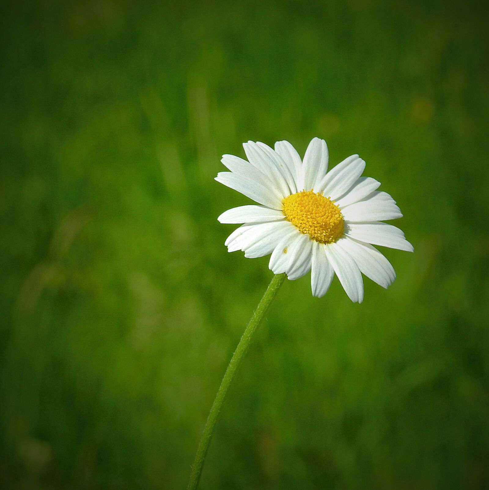 Nikon Coolpix P900 sample photo. Meadow, flower, spring photography